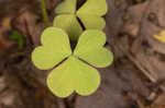 Great yellow woodsorrel